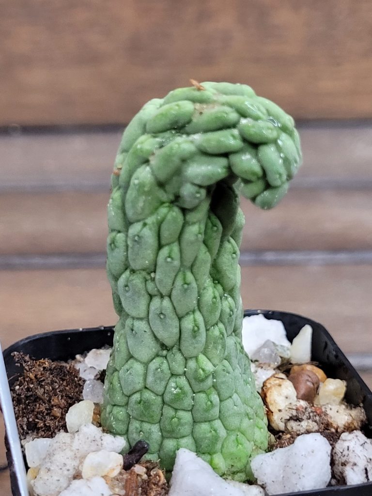 Larryleachia Cactiformis CURVED Rooted Rare Cacti #3000