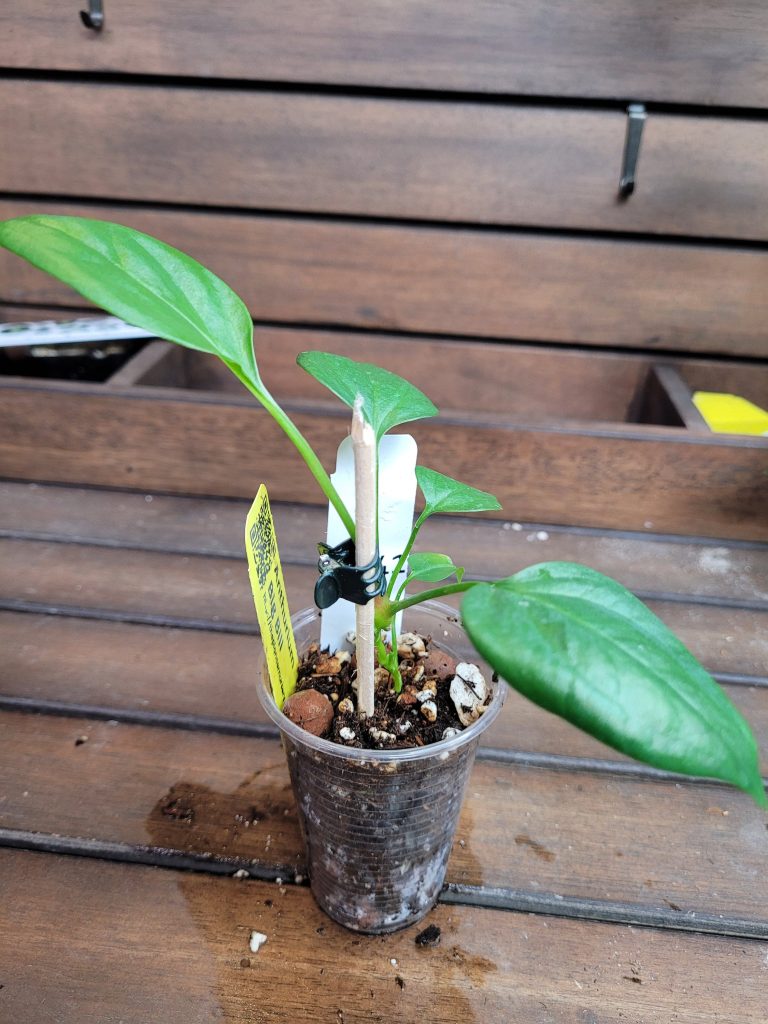 Anthurium Big Bill Starter House Plant Beautiful Unique Easy Care Not Monstera