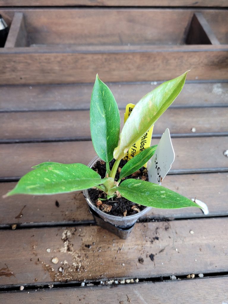 Philodendron Ring Of Fire Starter House Plant Beautiful Unique Easy Care Not Monstera - Image 2