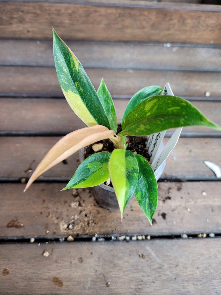 Philodendron Ring Of Fire Starter House Plant Beautiful Unique Easy Care Not Monstera - Image 4
