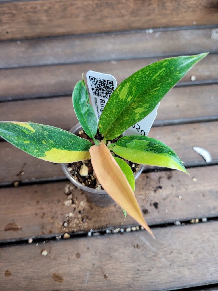 Philodendron Ring Of Fire Starter House Plant Beautiful Unique Easy Care Not Monstera - Image 5