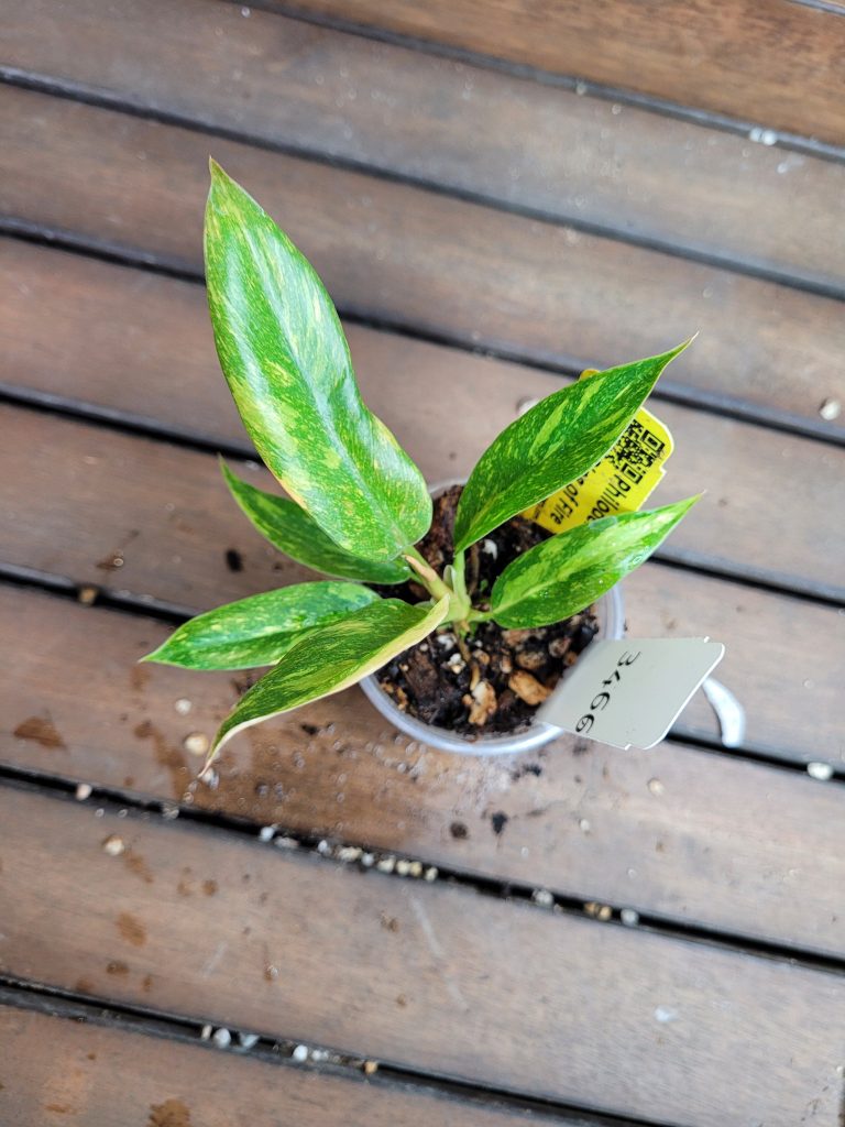 Philodendron Ring Of Fire Starter House Plant Beautiful Unique Easy Care Not Monstera - Image 6