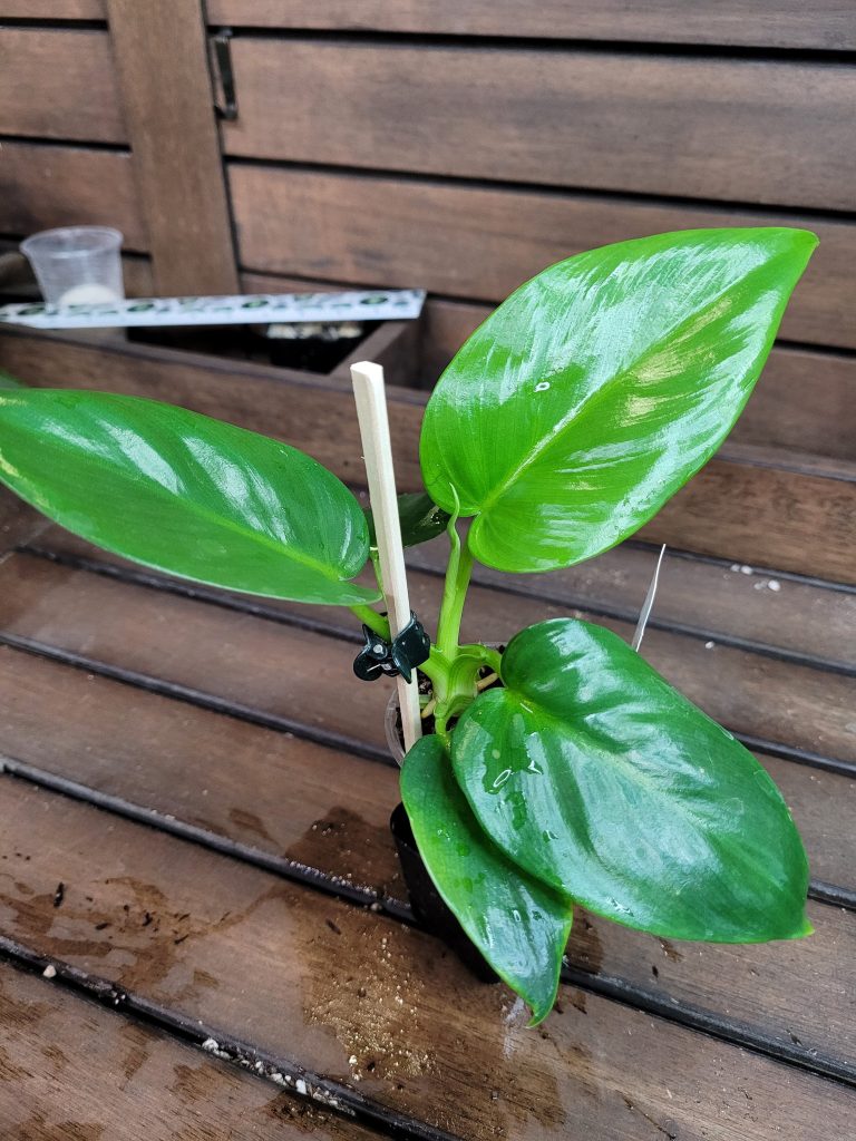 Philodendron Giganteum Starter House Plant Beautiful Unique Easy Care Not Monstera - Image 2