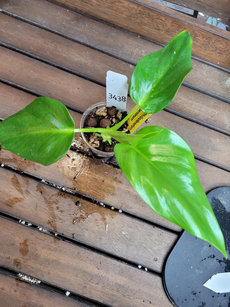 Philodendron Giganteum Starter House Plant Beautiful Unique Easy Care Not Monstera - Image 8