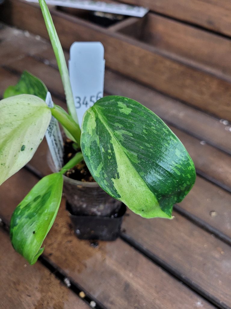 Philodendron Jose Buono Starter House Plant Beautiful Unique Easy Care Not Monstera - Image 2