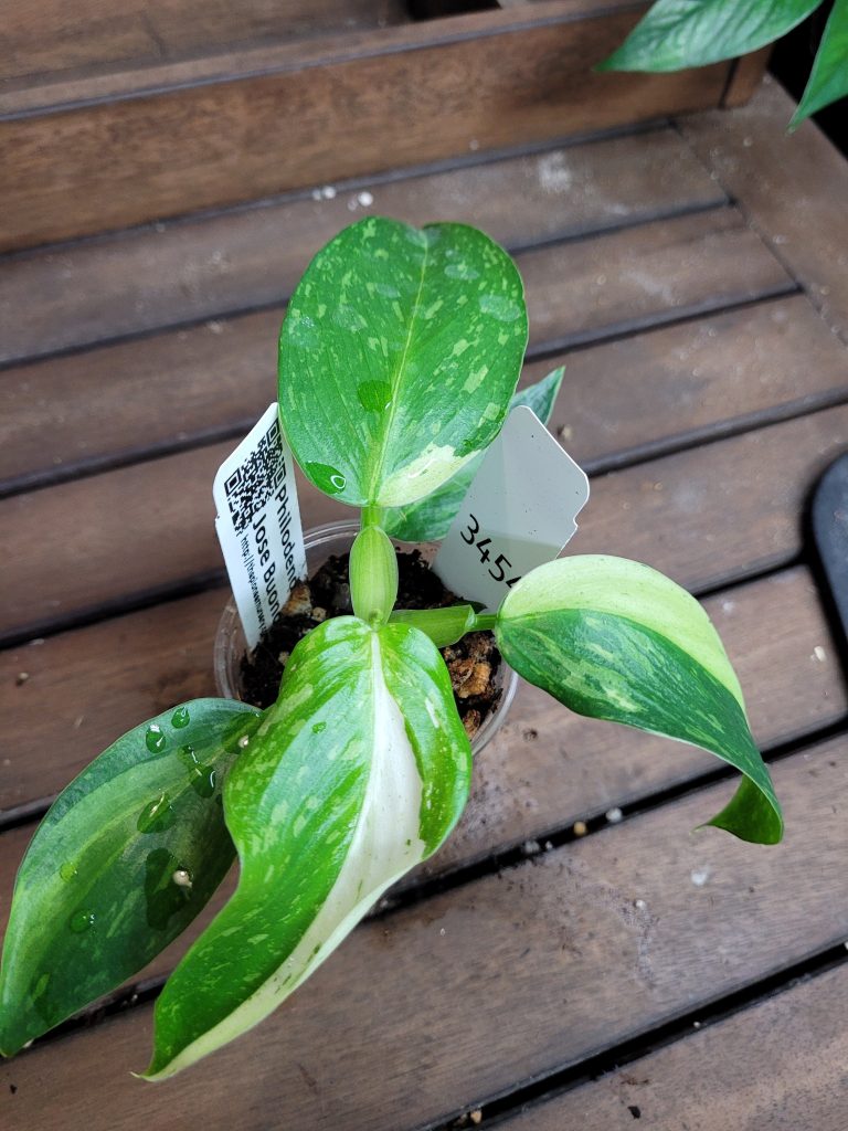Philodendron Jose Buono Starter House Plant Beautiful Unique Easy Care Not Monstera