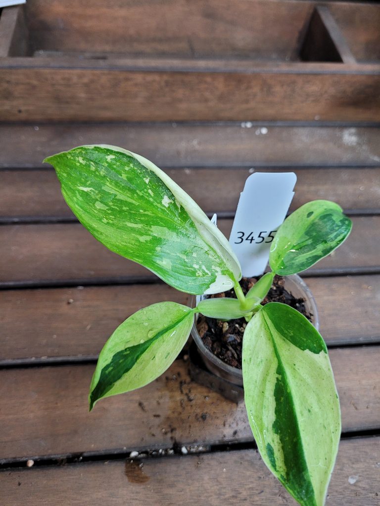 Philodendron Jose Buono Starter House Plant Beautiful Unique Easy Care Not Monstera - Image 8