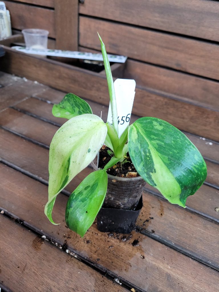 Philodendron Jose Buono Starter House Plant Beautiful Unique Easy Care Not Monstera - Image 9