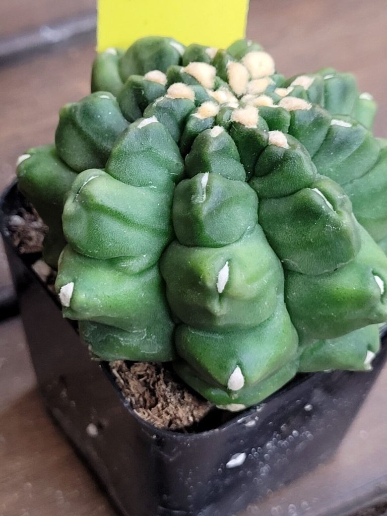 Gymnocalycium Mihanovichii Inermis Kikko 2 Inch + Montrose #2077 - Image 2