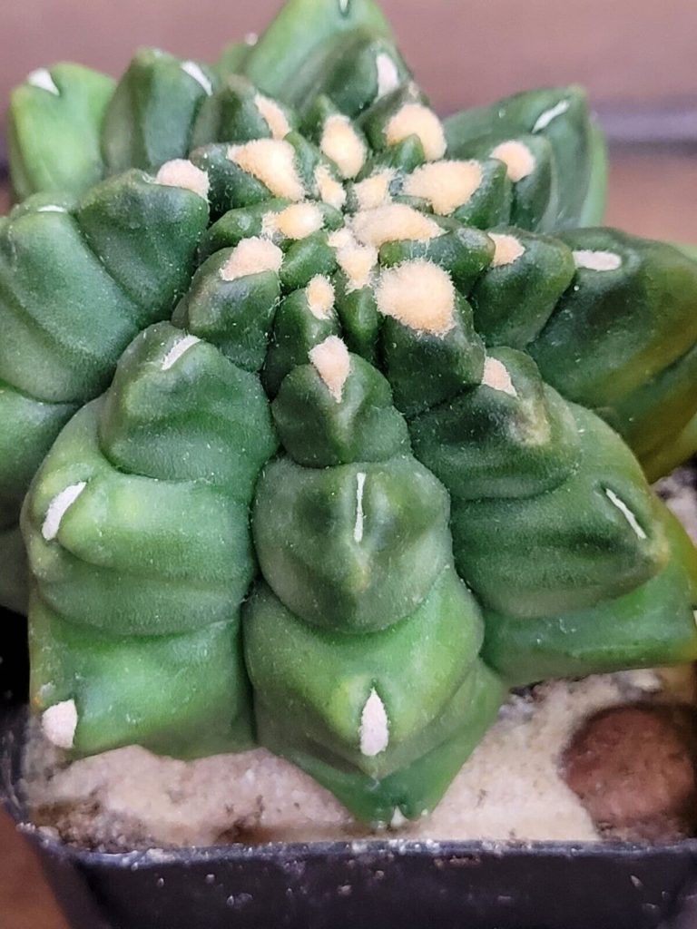 Gymnocalycium Mihanovichii Inermis Kikko 2 Inch + Montrose #2077 - Image 3