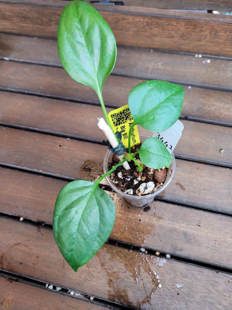 Anthurium Big Bill Starter House Plant Beautiful Unique Easy Care Not Monstera - Image 4