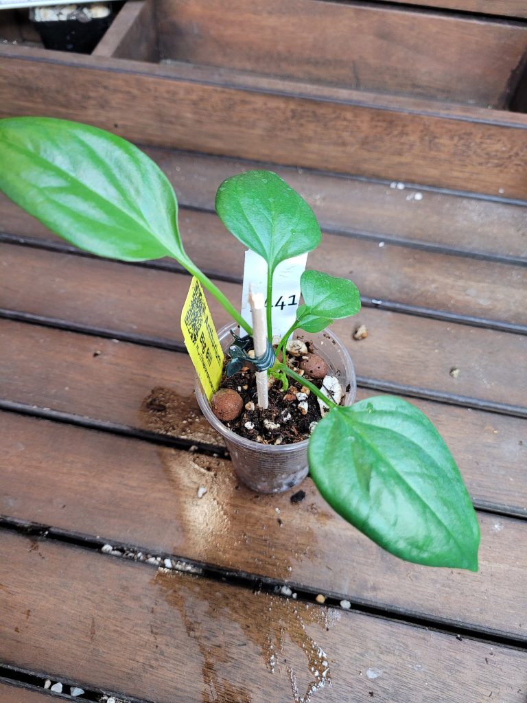 Anthurium Big Bill Starter House Plant Beautiful Unique Easy Care Not Monstera - Image 2