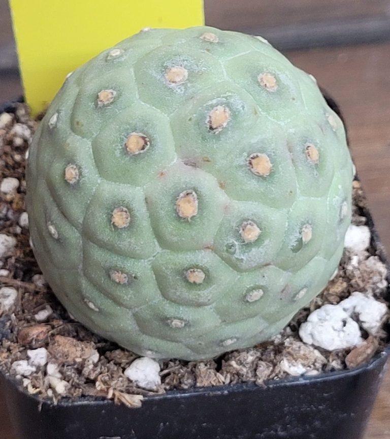 Tephrocactus Geometricus Ready to Root Unique Cactus Clumping Opuntia