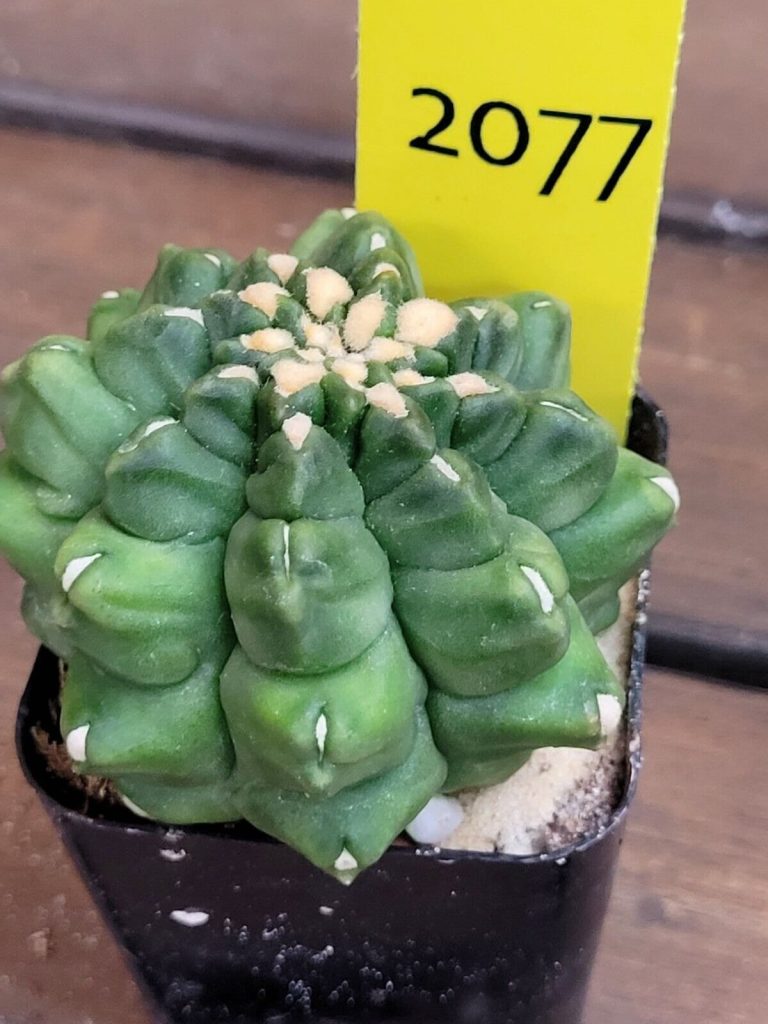 Gymnocalycium Mihanovichii Inermis Kikko 2 Inch + Montrose #2077