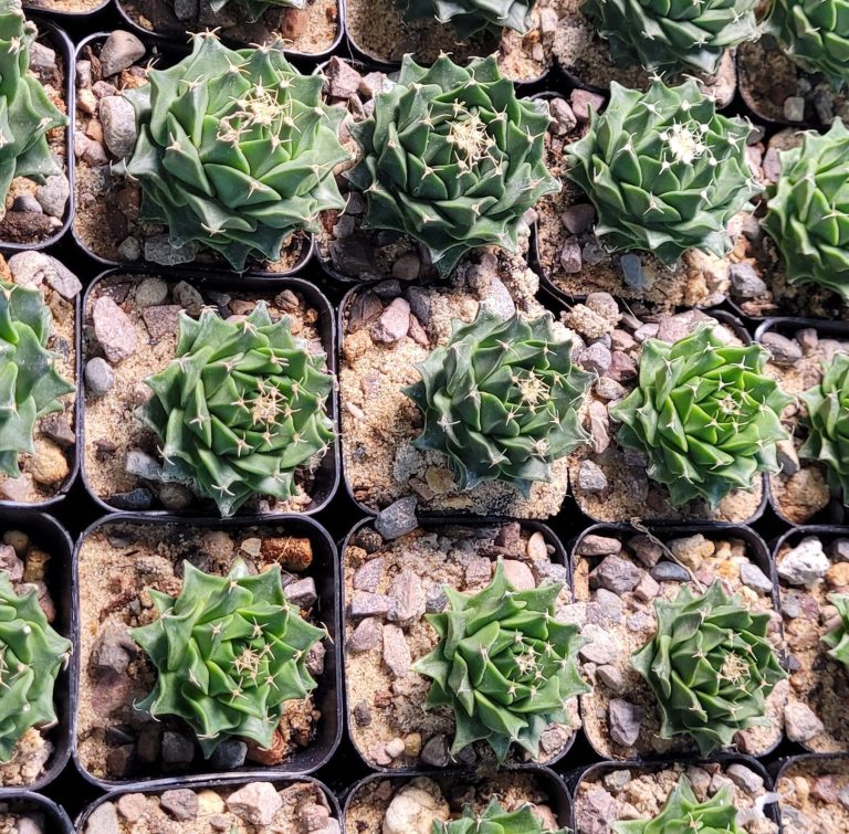 Care Guide for Obregonia Denegrii Artichoke Cactus 