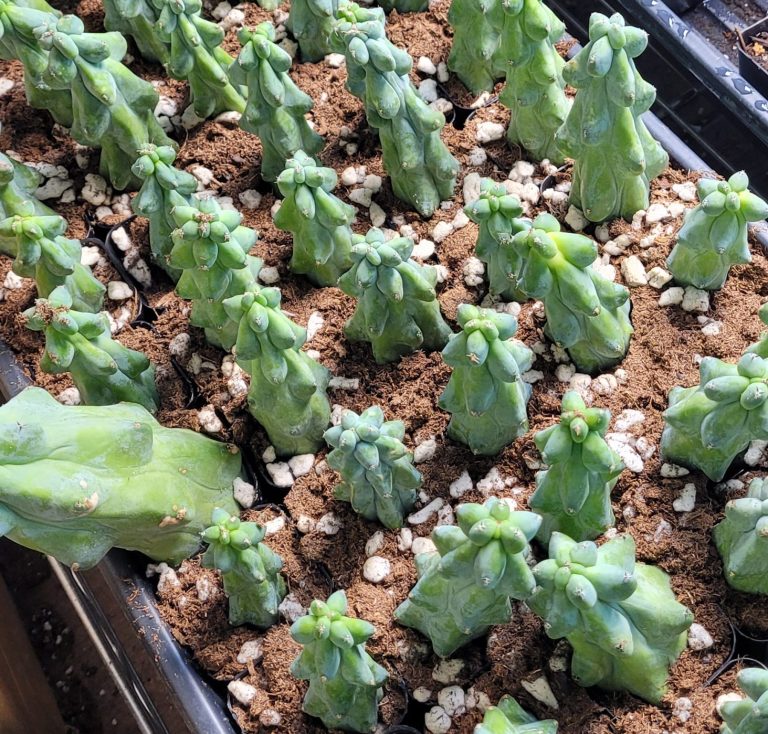 How to Root a Myrtillocactus Geometrizans Boobie Cactus