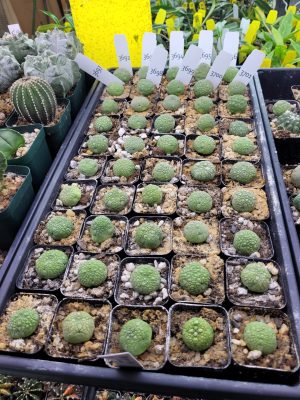 Pseudolithos