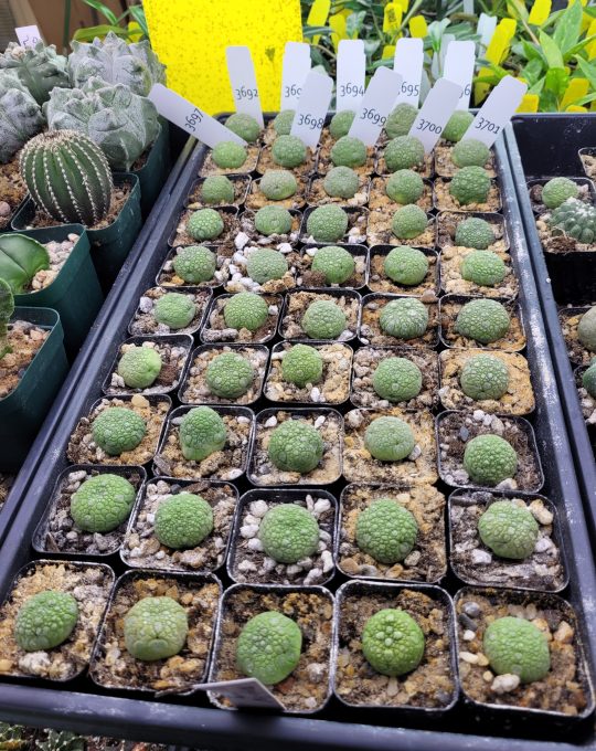 Pseudolithos