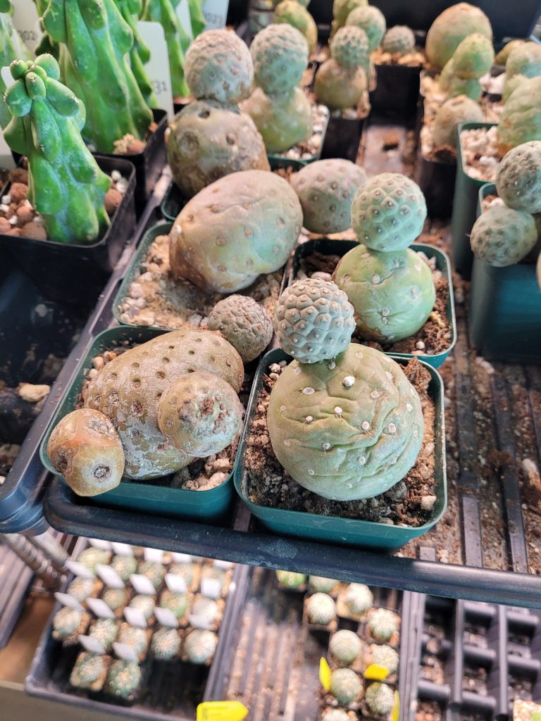 Tephrocactus Geometricus Rooting and Care Instructions