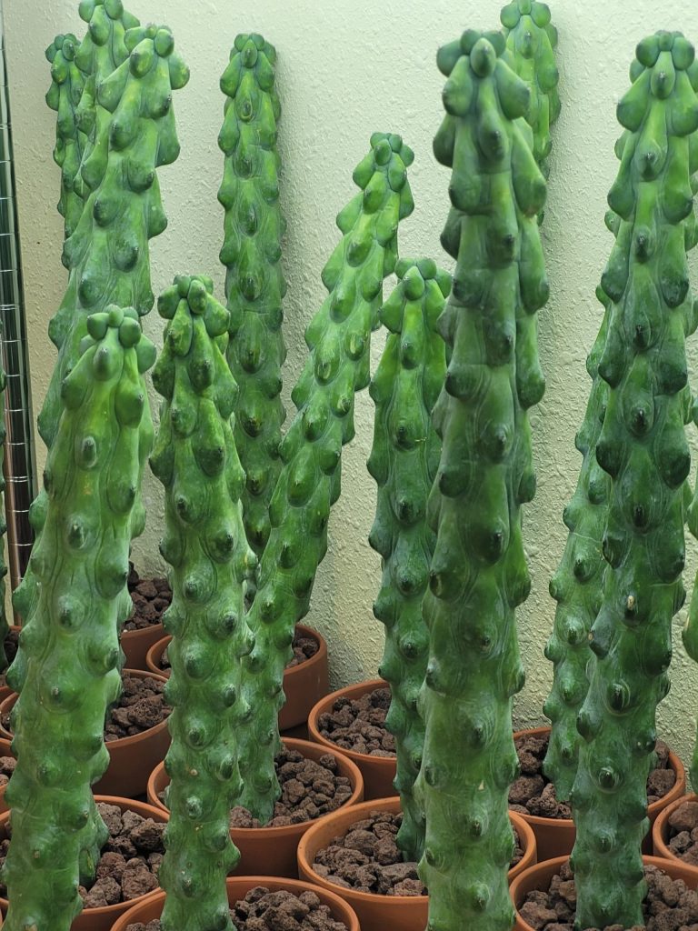 Care Guide for Myrtillocactus Geometrizans