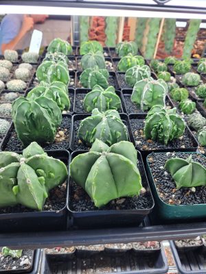 Myriostigma