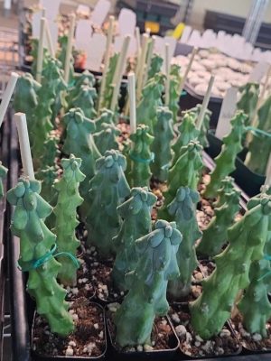 Myrtillocactus