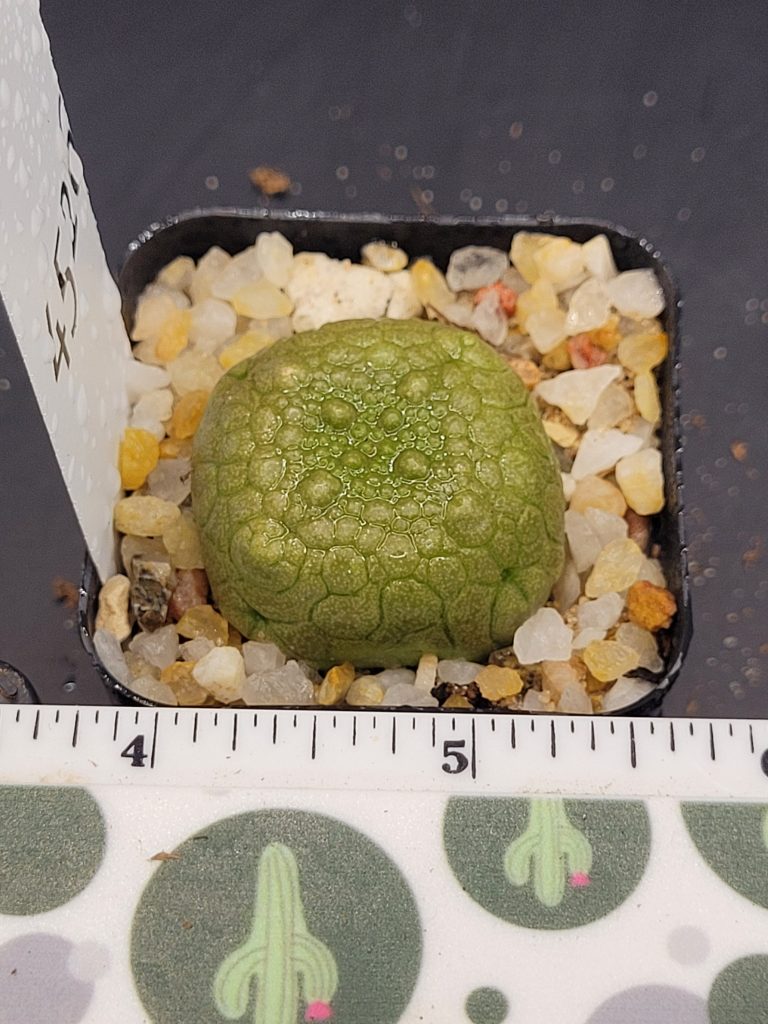 Pseudolithos Hybrid Migiurtinus x Cubiformis Rare Cactus #4526 - Image 3