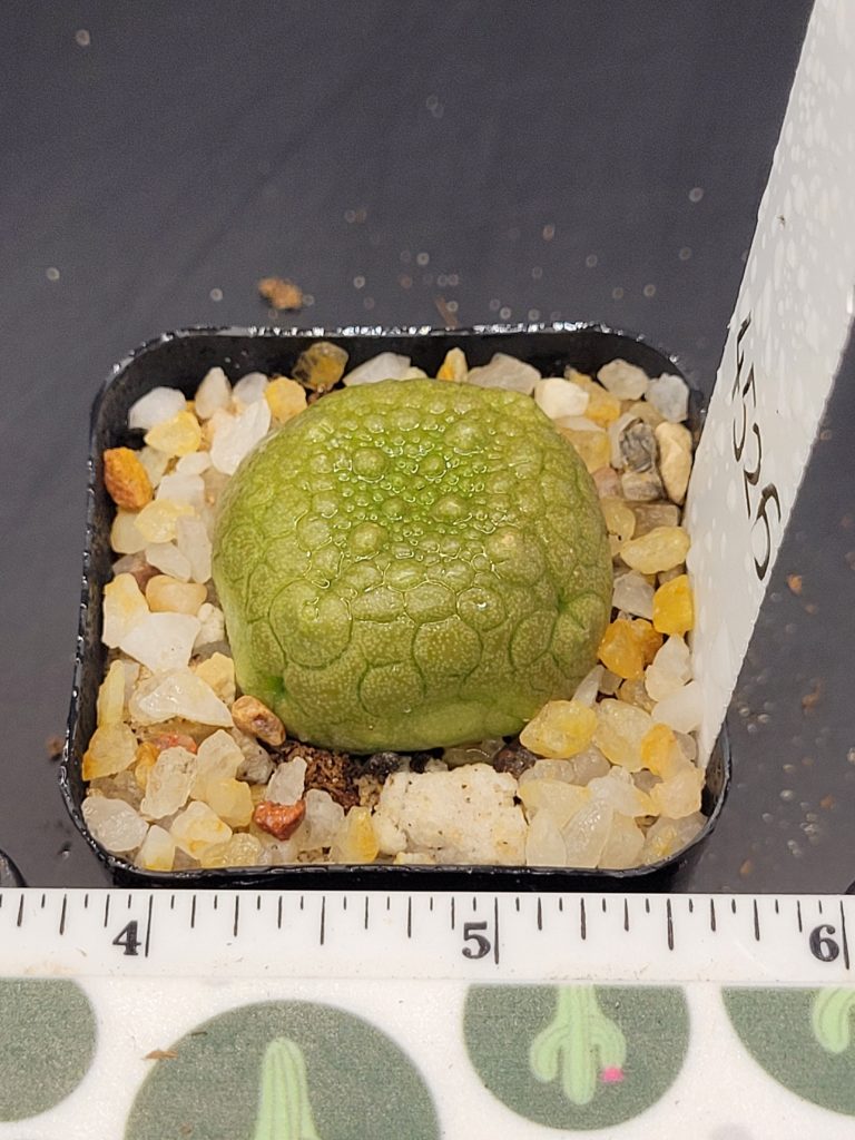 Pseudolithos Hybrid Migiurtinus x Cubiformis Rare Cactus #4526 - Image 2