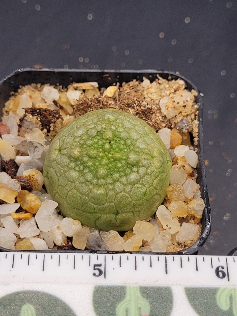 Pseudolithos Hybrid Migiurtinus x Cubiformis Rare Cactus #4527