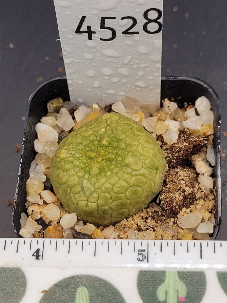 Pseudolithos Hybrid Migiurtinus x Cubiformis Rare Cactus #4528