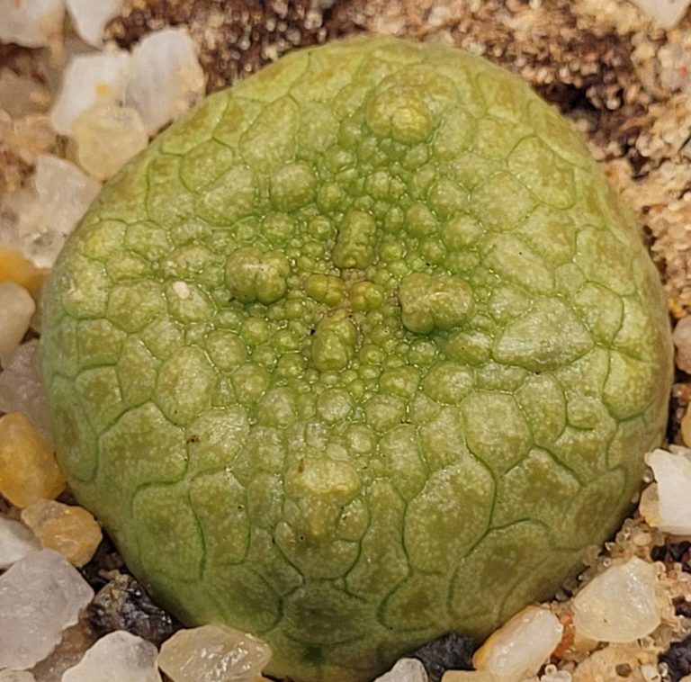 Care Guide for Pseudolithos
