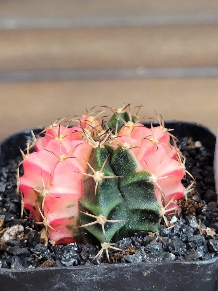 Gymnocalycium Mihanovichii Beautiful Unique Dark Pink and Green Markings Variegation Variegated Cactus #4102 - Image 3