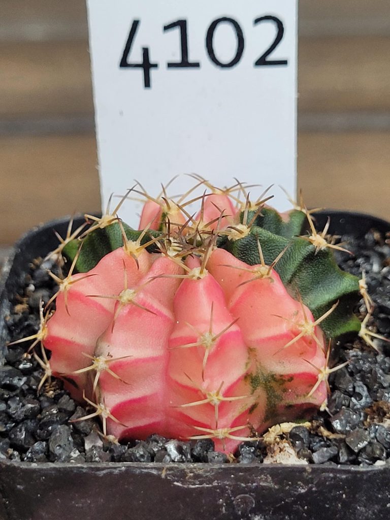 Gymnocalycium Mihanovichii Beautiful Unique Dark Pink and Green Markings Variegation Variegated Cactus #4102 - Image 4