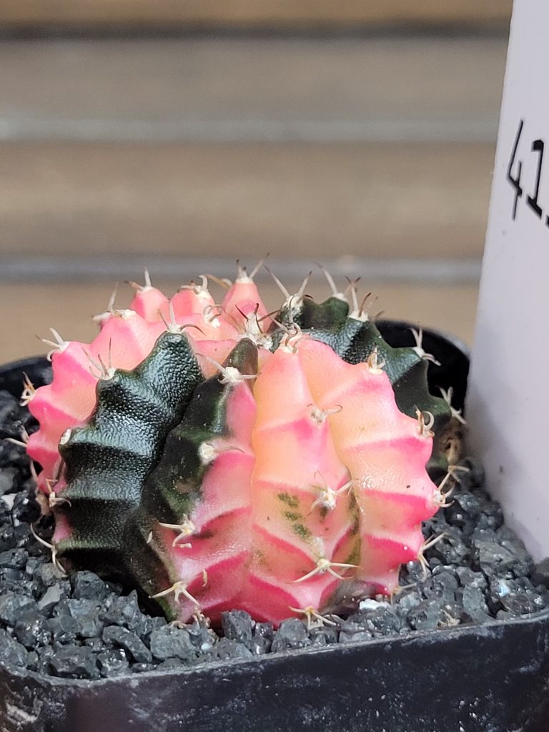 Gymnocalycium Mihanovichii Beautiful Unique Dark Green Black and Light Pink Markings Variegation Variegated Cactus #4111 - Image 3