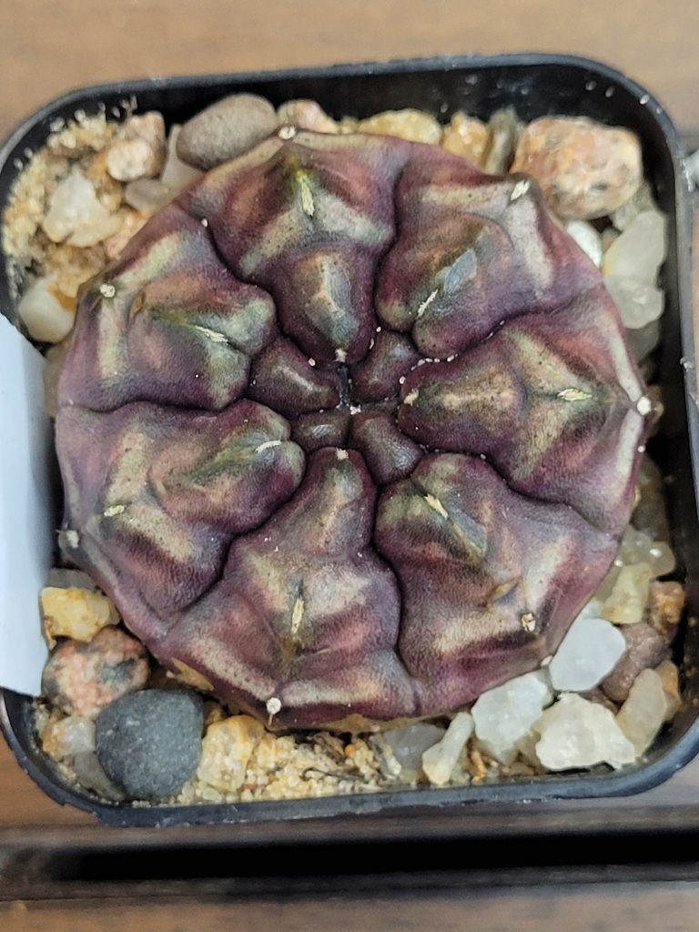 Gymnocalycium Mihanovichii "Daydream" Variegated Purple Imported Clone #4154