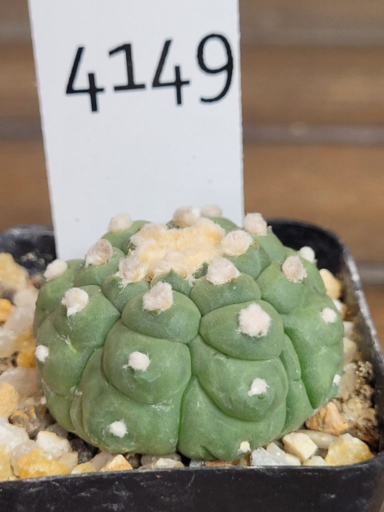 Astrophytum Kikko Lizard Skin Cactus Beautiful Unique Stunning Rare #4149 Live Cacti - 2 inch pot - Image 2