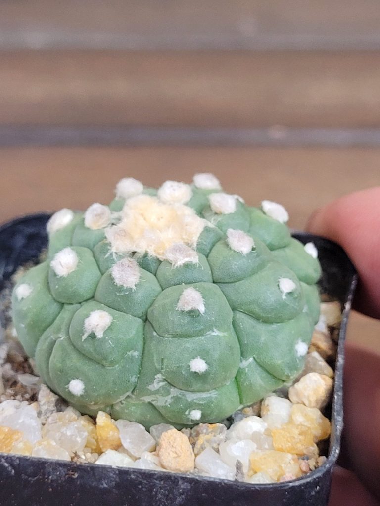 Astrophytum Kikko Lizard Skin Cactus Beautiful Unique Stunning Rare #4149 Live Cacti - 2 inch pot - Image 4