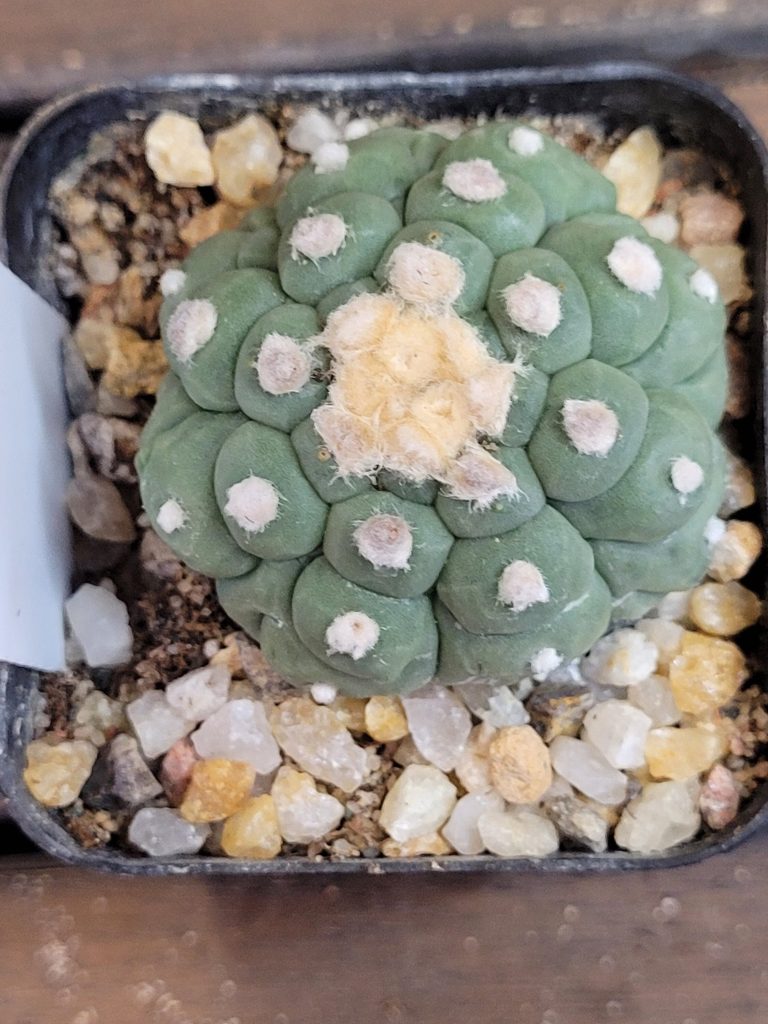 Astrophytum Kikko Lizard Skin Cactus Beautiful Unique Stunning Rare #4149 Live Cacti - 2 inch pot