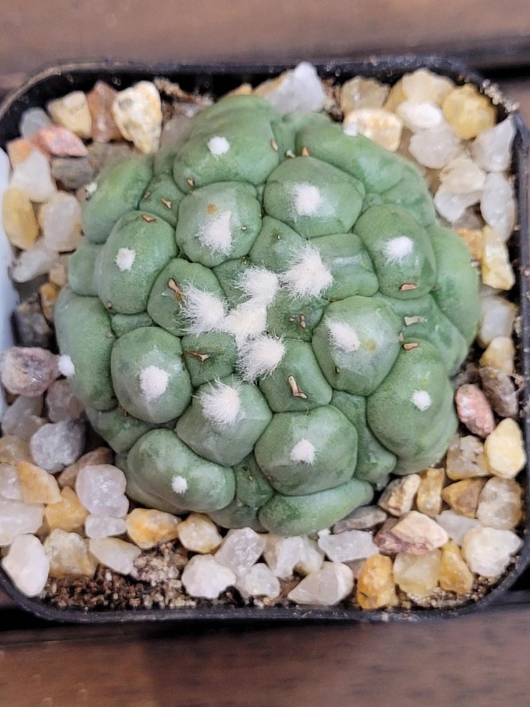 Astrophytum Kikko Lizard Skin Cactus Beautiful Unique Stunning Rare #4153 Live Cacti - 2 inch pot