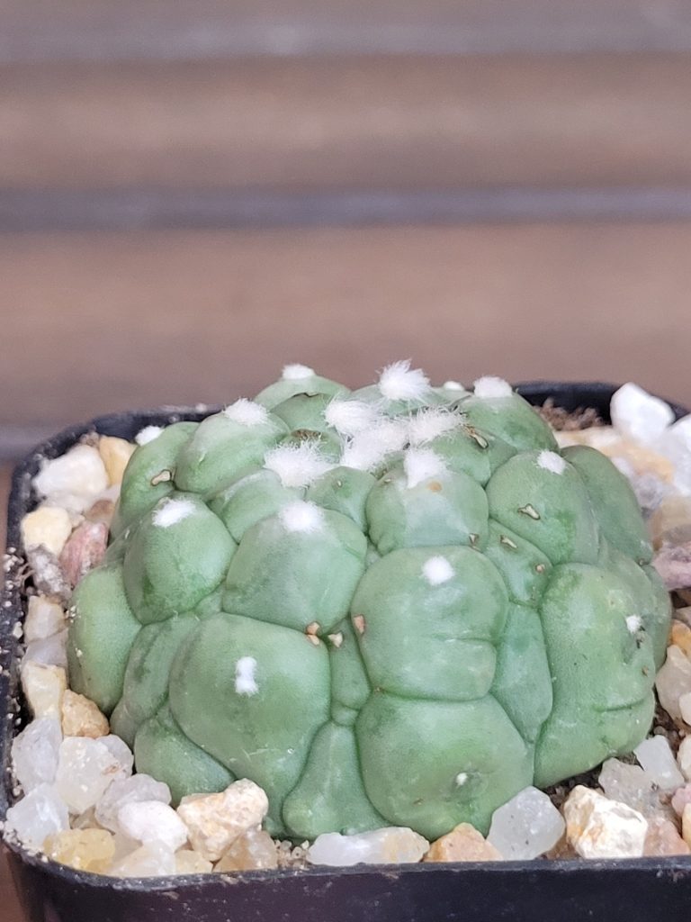 Astrophytum Kikko Lizard Skin Cactus Beautiful Unique Stunning Rare #4153 Live Cacti - 2 inch pot - Image 4