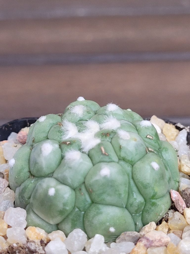 Astrophytum Kikko Lizard Skin Cactus Beautiful Unique Stunning Rare #4153 Live Cacti - 2 inch pot - Image 3