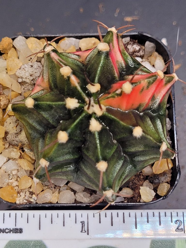 Gymnocalycium Mihanovichii Beautiful Unique Dark Green with Bright Rib Variegation Variegated Cactus #1493 - Image 3