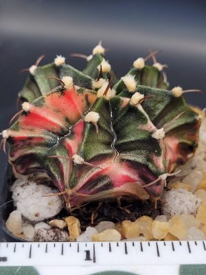 Gymnocalycium Mihanovichii Beautiful Unique Dark Green with Bright Rib Variegation Variegated Cactus #1493