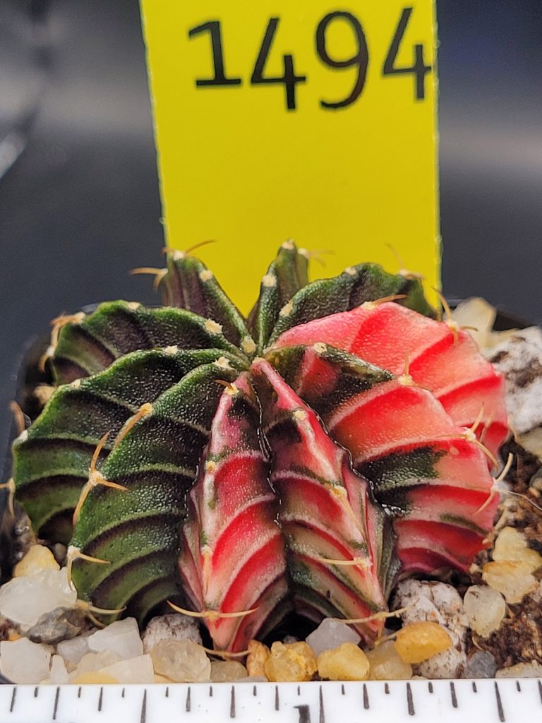 Gymnocalycium Mihanovichii Beautiful Unique Dark Green Shimmer With Bright Red Ribs Variegation Variegated Cactus #1494 - Image 3