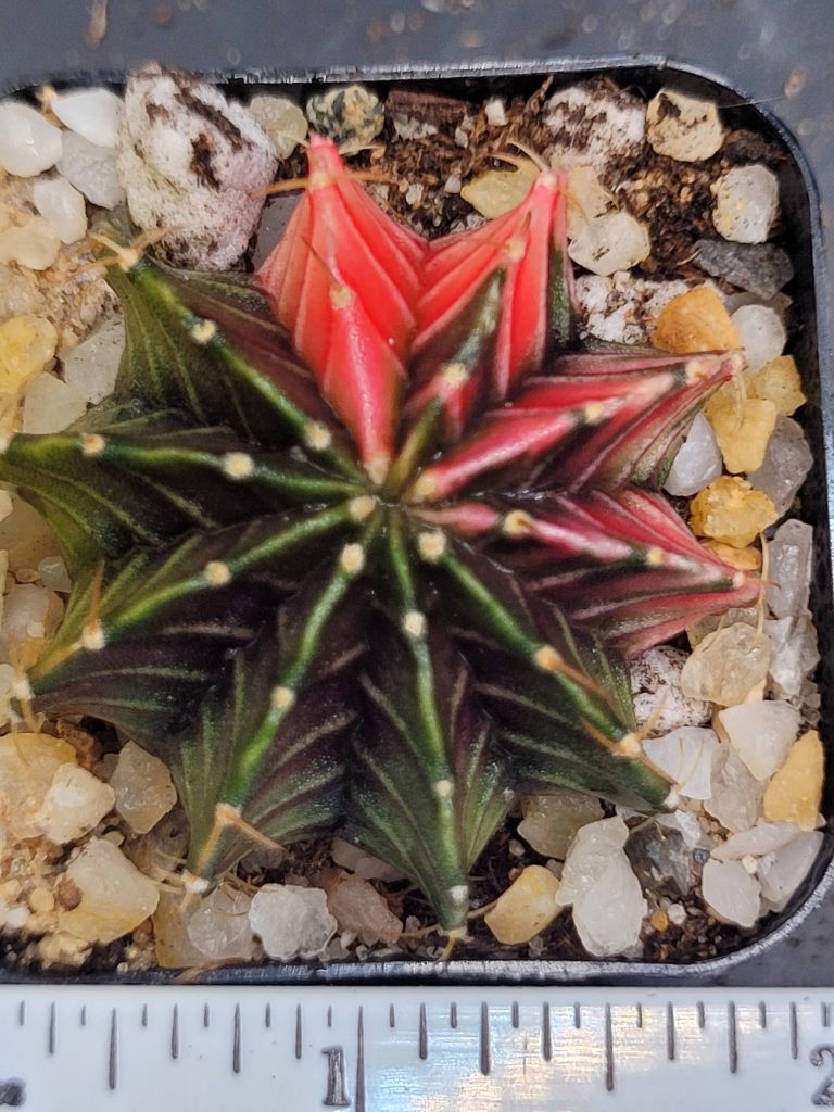 Gymnocalycium Mihanovichii Beautiful Unique Dark Green Shimmer With Bright Red Ribs Variegation Variegated Cactus #1494 - Image 4