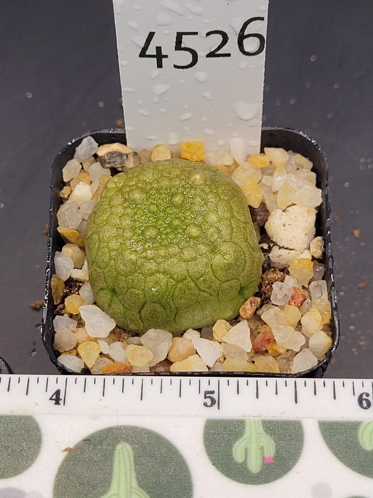Pseudolithos Hybrid Migiurtinus x Cubiformis Rare Cactus #4526