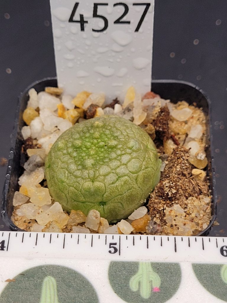 Pseudolithos Hybrid Migiurtinus x Cubiformis Rare Cactus #4527 - Image 2