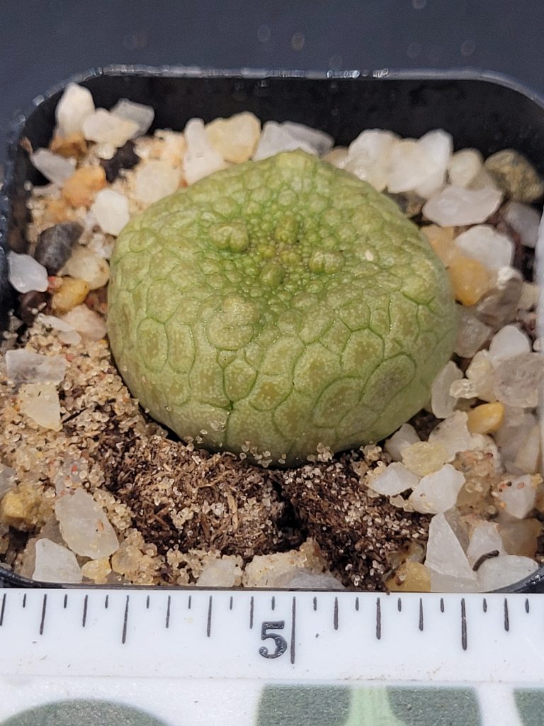 Pseudolithos Hybrid Migiurtinus x Cubiformis Rare Cactus #4528 - Image 3