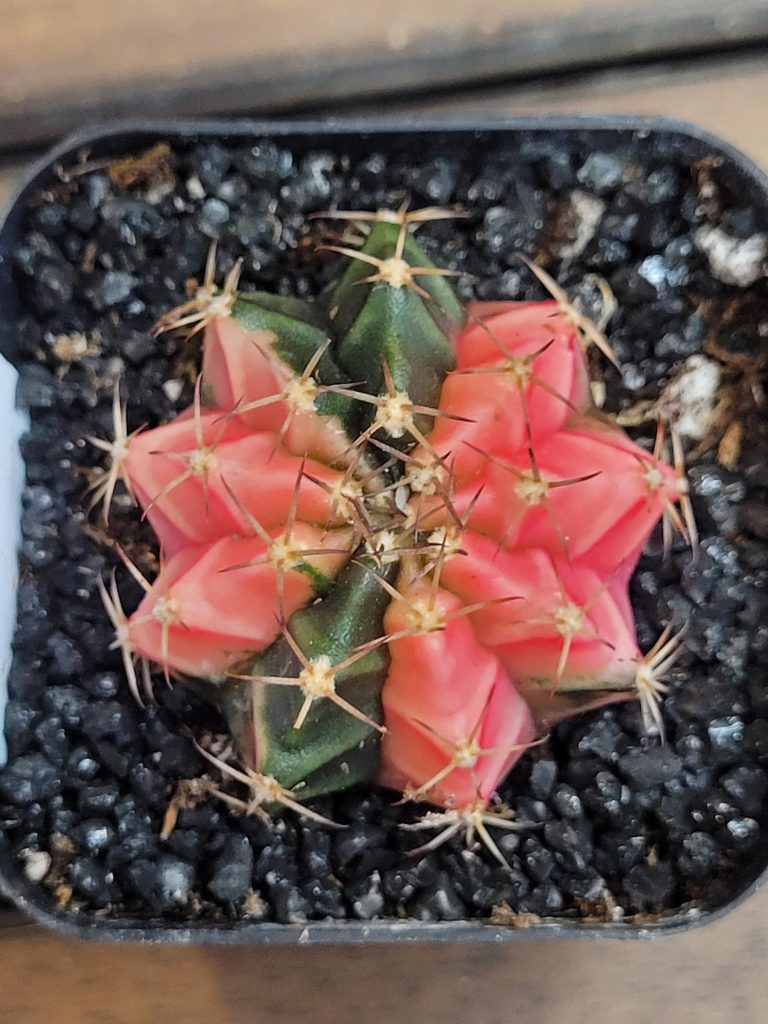 Gymnocalycium Mihanovichii Beautiful Unique Dark Pink and Green Markings Variegation Variegated Cactus #4102