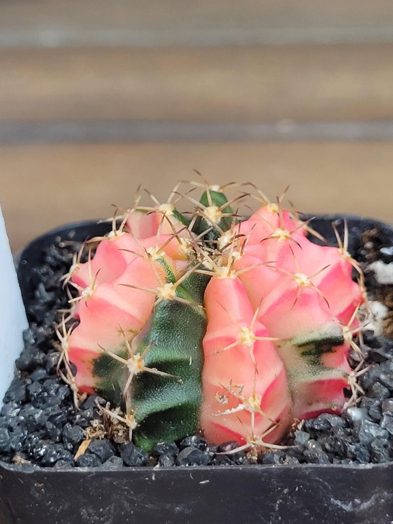 Gymnocalycium Mihanovichii Beautiful Unique Dark Pink and Green Markings Variegation Variegated Cactus #4102 - Image 2